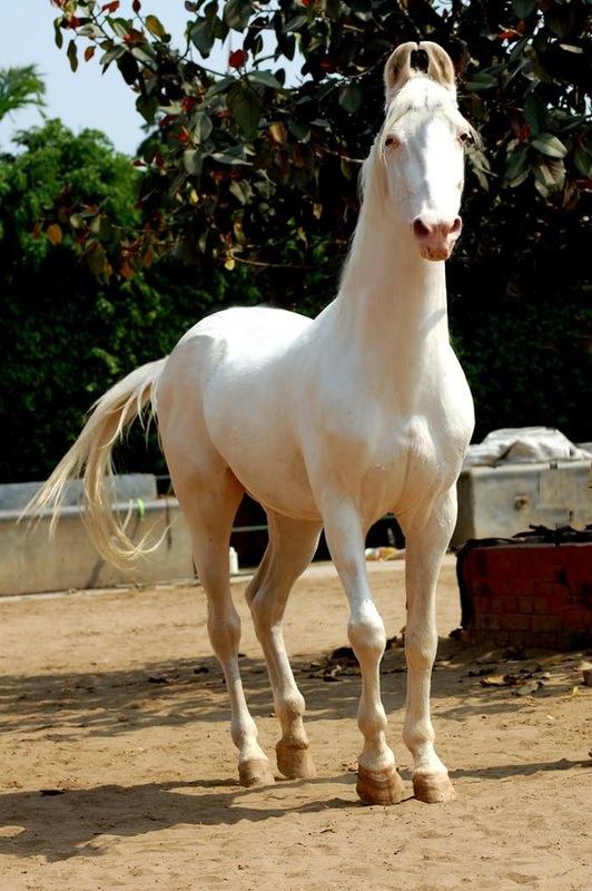 Kathiawari Horses